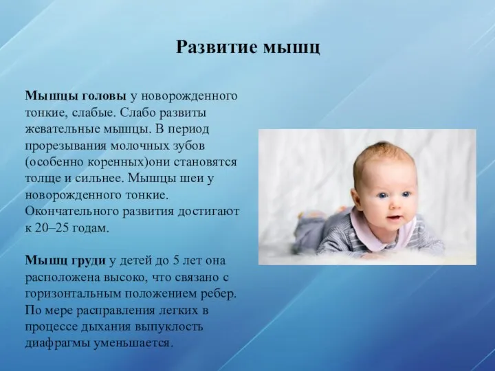 Развитие мышц Мышцы головы у новорожденного тонкие, слабые. Слабо развиты жевательные мышцы.