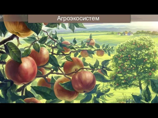 Агроэкосистемы