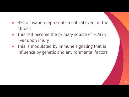 HSC activation represents a critical event in the fibrosis This cell become