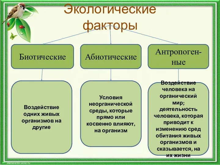 Экологические факторы Биотические Абиотические Антропоген-ные Воздействие одних живых организмов на другие Условия