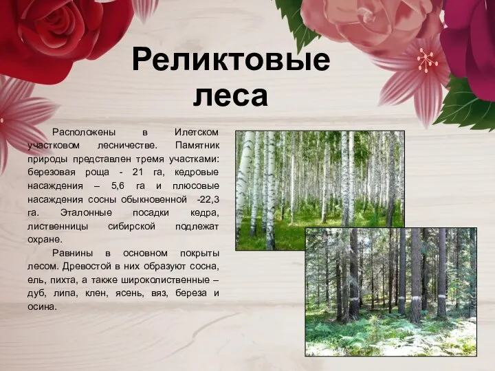 Реликтовые леса Расположены в Илетском участковом лесничестве. Памятник природы представлен тремя участками: