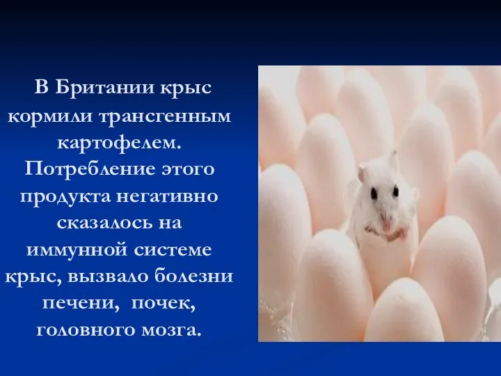 В Британии крыс кормили трансгенным картофелем. Потребление этого продукта негативно сказалось на