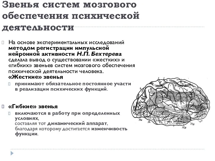 Звенья систем мозгового обеспечения психической деятельности На основе экспериментальных исследований методом регистрации