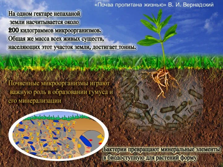 «Почва пропитана жизнью» В. И. Вернадский