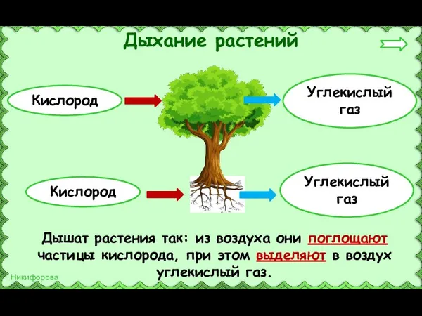 Дыхание растений Дышат растения так: из воздуха они поглощают частицы кислорода, при