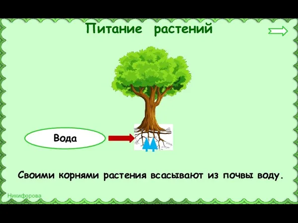 Питание растений Своими корнями растения всасывают из почвы воду. Вода