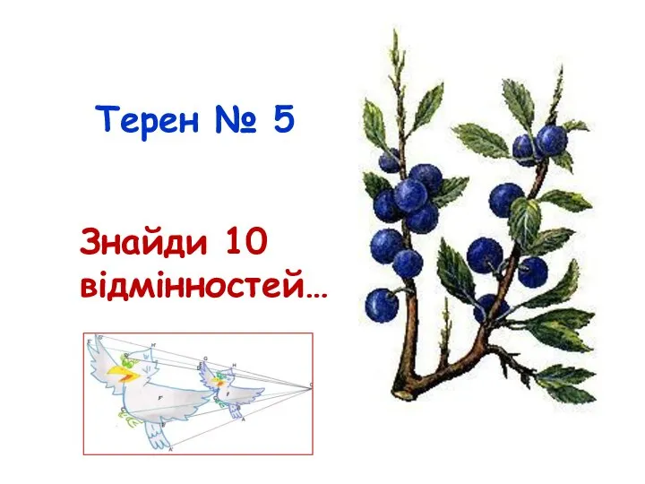 Терен № 5 Знайди 10 відмінностей…