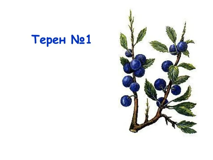 Терен №1