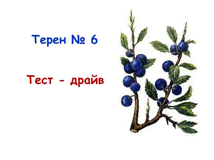 Терен № 6 Тест - драйв