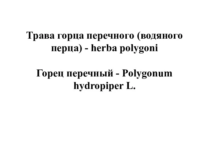 Трава горца перечного (водяного перца) - herba polygoni Горец перечный - Polygonum hydropiper L.