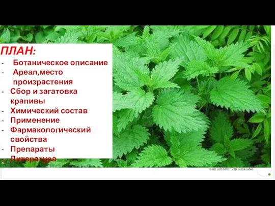 ПЛАН: Ботаническое описание Ареал,место произрастения Сбор и загатовка крапивы Химический состав Применение Фармакологический свойства Препараты Литература