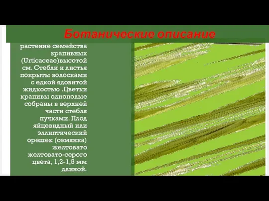 Крапива двудомная это многолетнее травянистое растение семейства крапивных (Urticaceae)высотой см. Стебли и