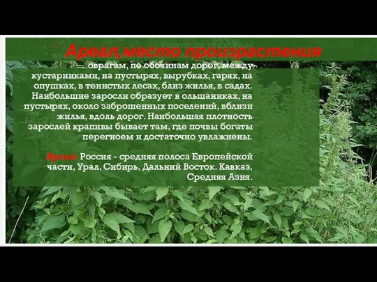 Место произрастания: Растет по тенистым влажным местам, по берегам рек и ручьев,