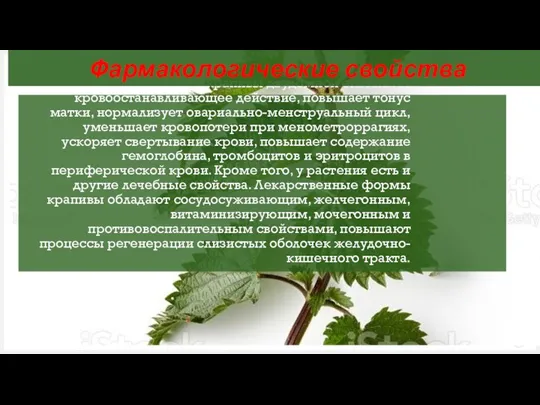 Настой листьев крапивы двудомной оказывает кровоостанавливающее действие, повышает тонус матки, нормализует овариально-менструальный