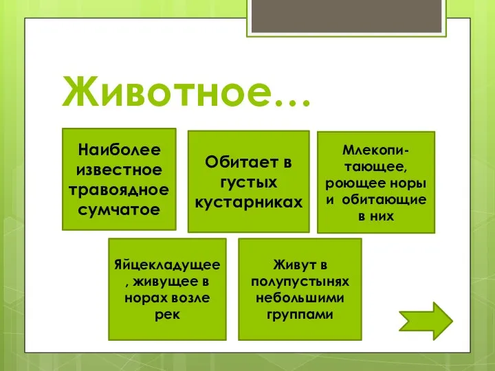 Животное… Наиболее известное травоядное сумчатое Обитает в густых кустарниках Млекопи-тающее, роющее норы