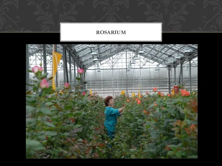 ROSARIUM