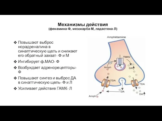 Механизмы действия (фенамина-Ф, мезокарба-М, ладастена-Л) Повышают выброс норадреналина в синаптическую щель и