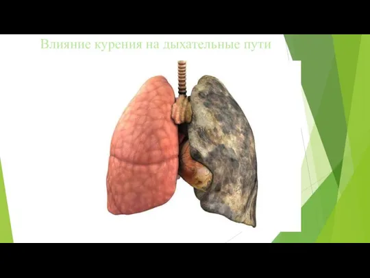 Влияние курения на дыхательные пути