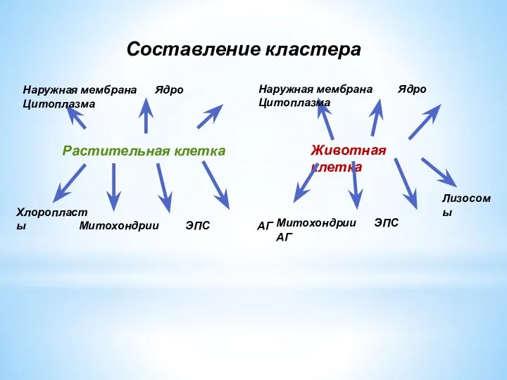 Растительная клетка Животная клетка Наружная мембрана Ядро Цитоплазма Митохондрии ЭПС АГ Хлоропласты