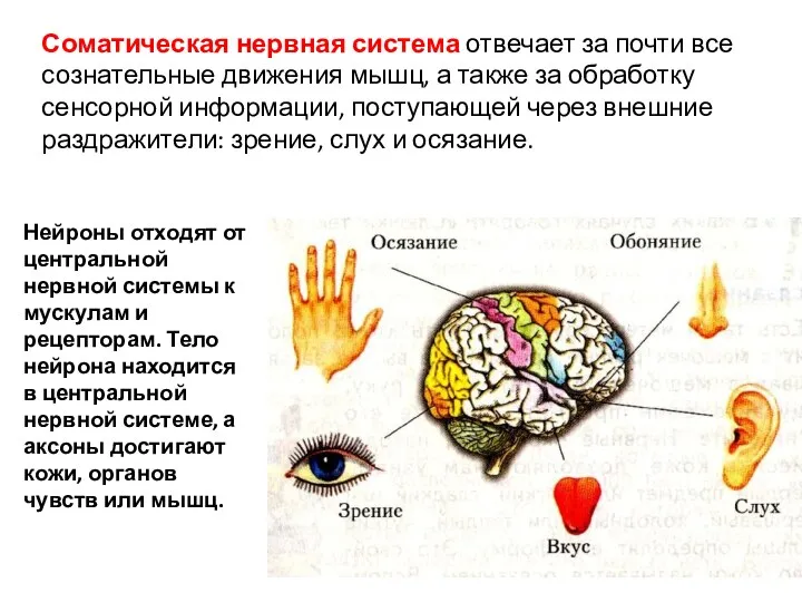 Соматическая нервная система отвечает за почти все сознательные движения мышц, а также