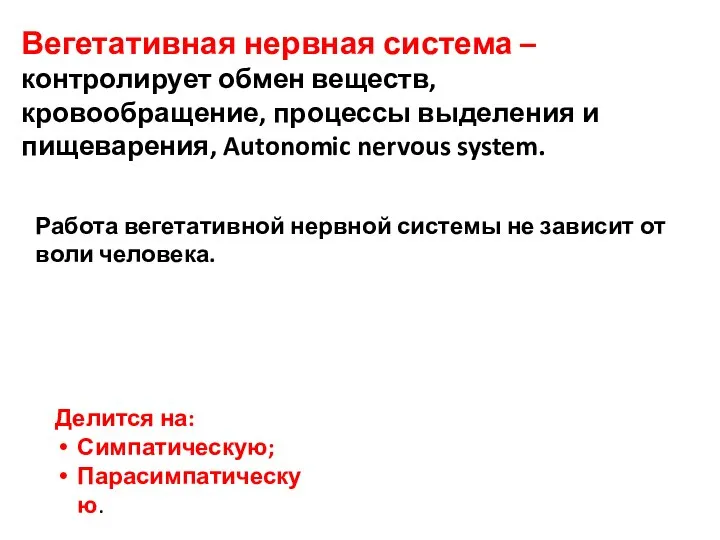 Вегетативная нервная система – контролирует обмен веществ, кровообращение, процессы выделения и пищеварения,