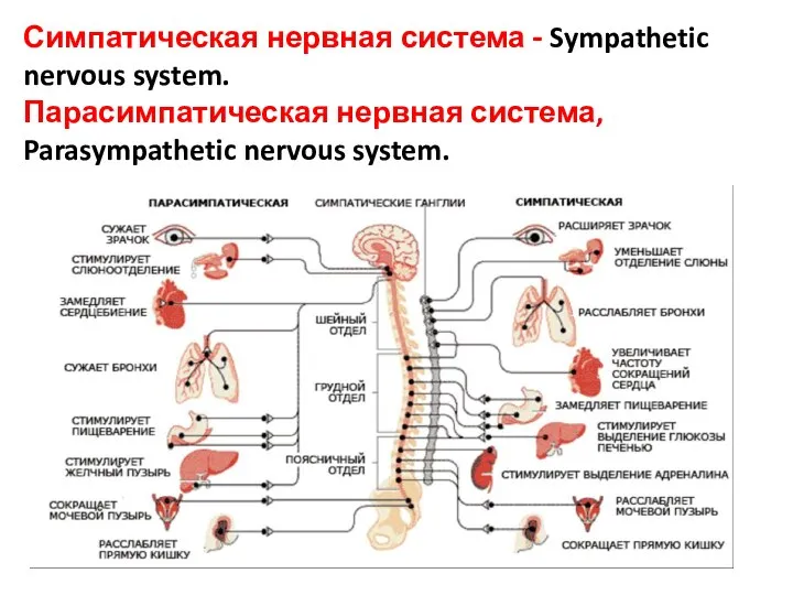Симпатическая нервная система - Sympathetic nervous system. Парасимпатическая нервная система, Parasympathetic nervous system.