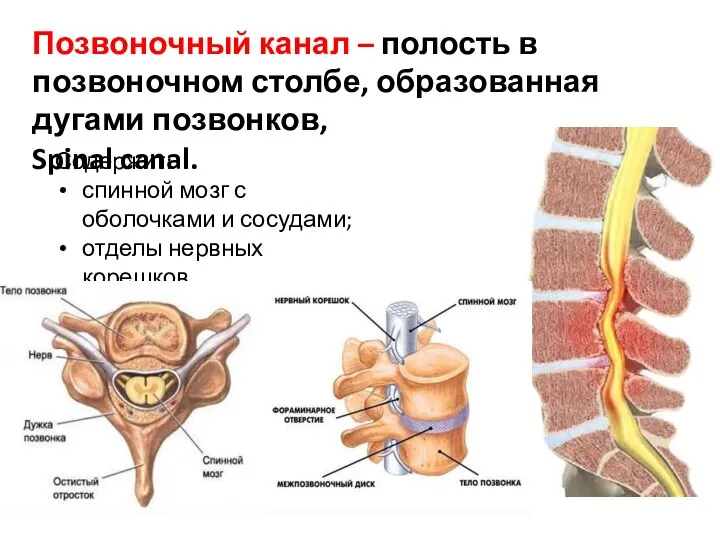 Позвоночный канал – полость в позвоночном столбе, образованная дугами позвонков, Spinal canal.