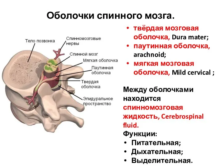 Оболочки спинного мозга. твёрдая мозговая оболочка, Dura mater; паутинная оболочка, arachnoid; мягкая