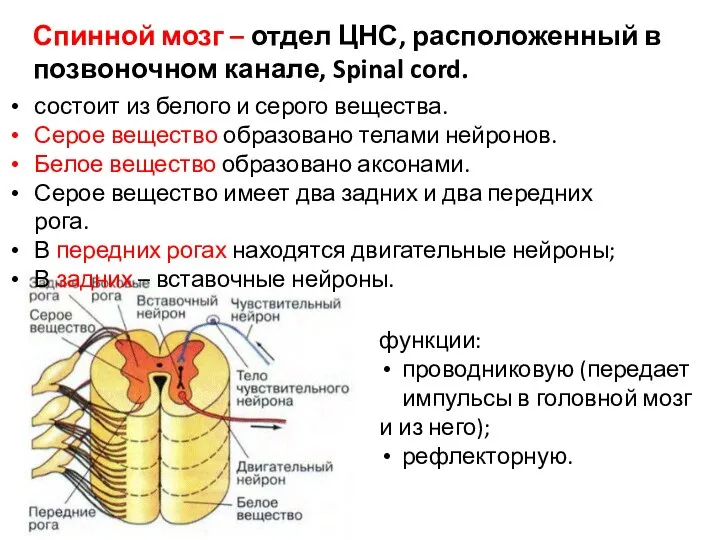 Спинной мозг – отдел ЦНС, расположенный в позвоночном канале, Spinal cord. состоит