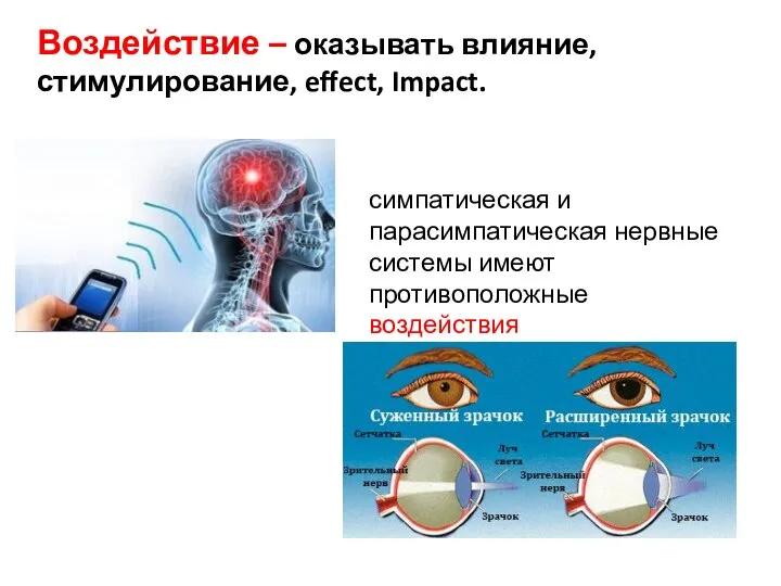 Воздействие – оказывать влияние, стимулирование, effect, Impact. симпатическая и парасимпатическая нервные системы имеют противоположные воздействия