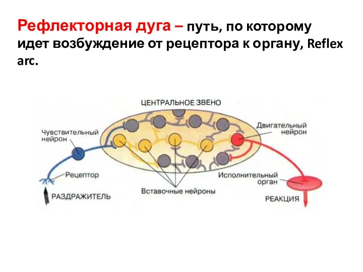 Рефлекторная дуга – путь, по которому идет возбуждение от рецептора к органу, Reflex arc.