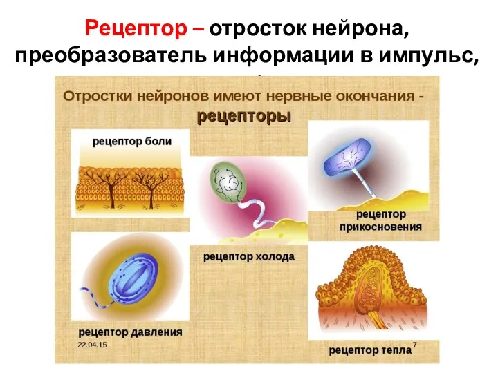 Рецептор – отросток нейрона, преобразователь информации в импульс, receptor.