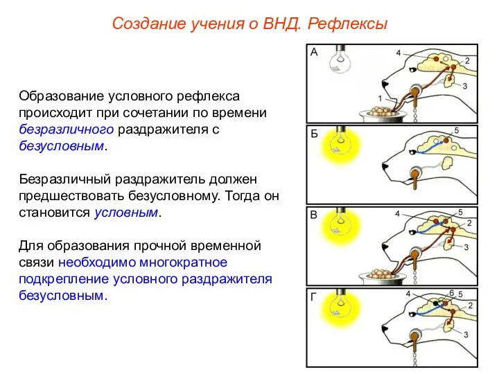 Создание учения о ВНД. Рефлексы Образование условного рефлекса происходит при сочетании по