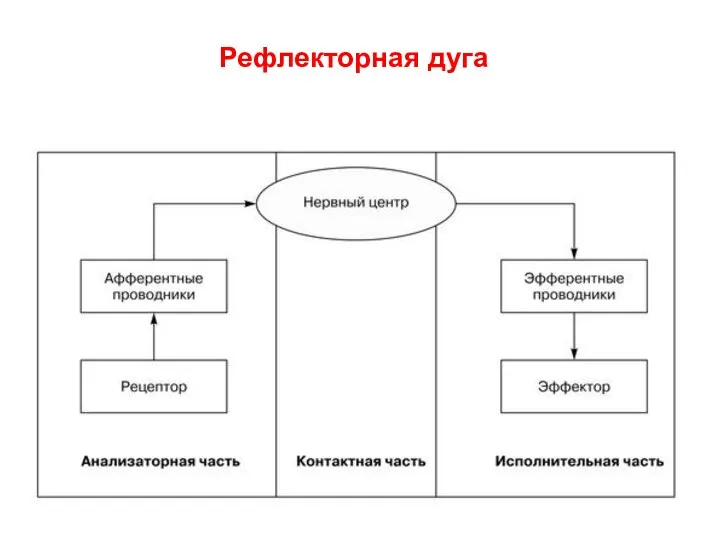 Рефлекторная дуга