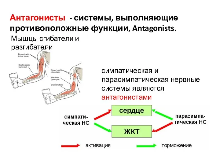 Антагонисты - системы, выполняющие противоположные функции, Antagonists. симпатическая и парасимпатическая нервные системы