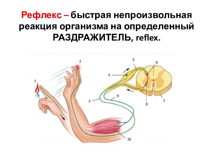 Рефлекс – быстрая непроизвольная реакция организма на определенный РАЗДРАЖИТЕЛЬ, reflex.