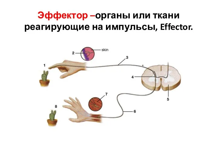 Эффектор –органы или ткани реагирующие на импульсы, Effector.