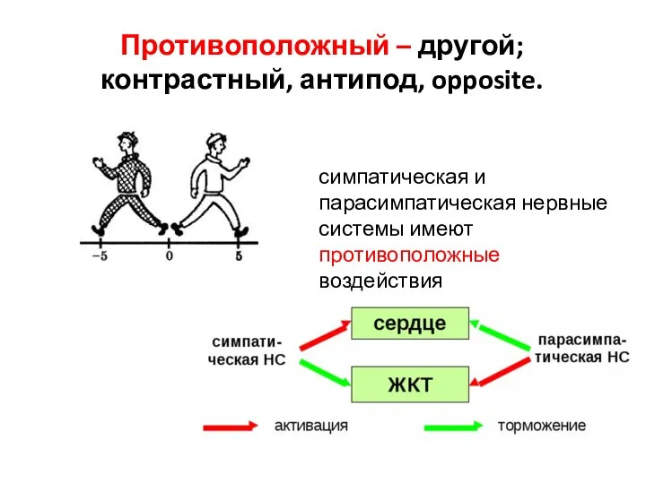 Противоположный – другой; контрастный, антипод, opposite. симпатическая и парасимпатическая нервные системы имеют противоположные воздействия