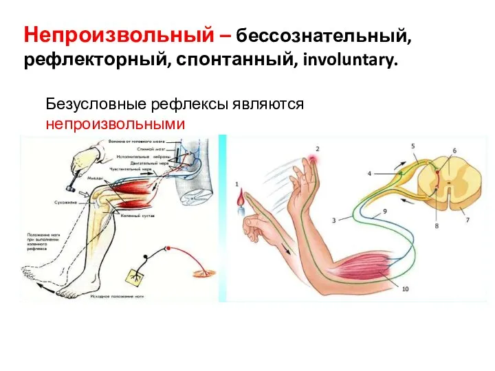 Непроизвольный – бессознательный, рефлекторный, спонтанный, involuntary. Безусловные рефлексы являются непроизвольными