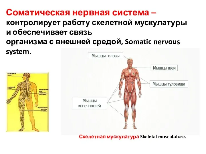 Соматическая нервная система – контролирует работу скелетной мускулатуры и обеспечивает связь организма