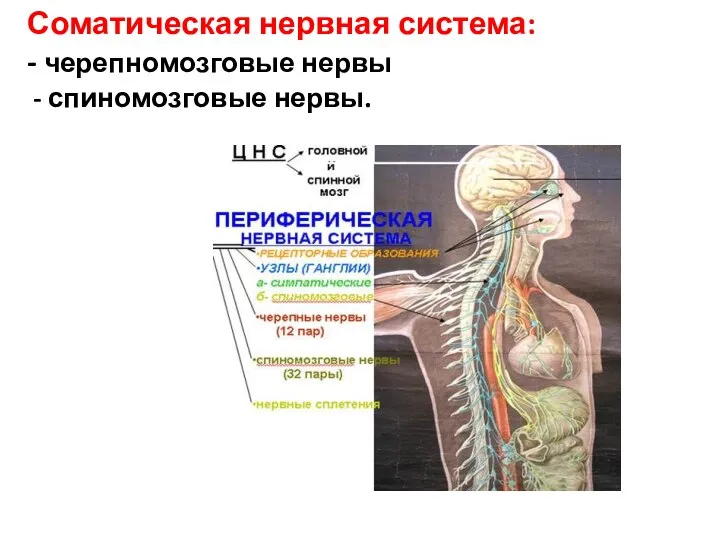 Соматическая нервная система: - черепномозговые нервы - спиномозговые нервы.