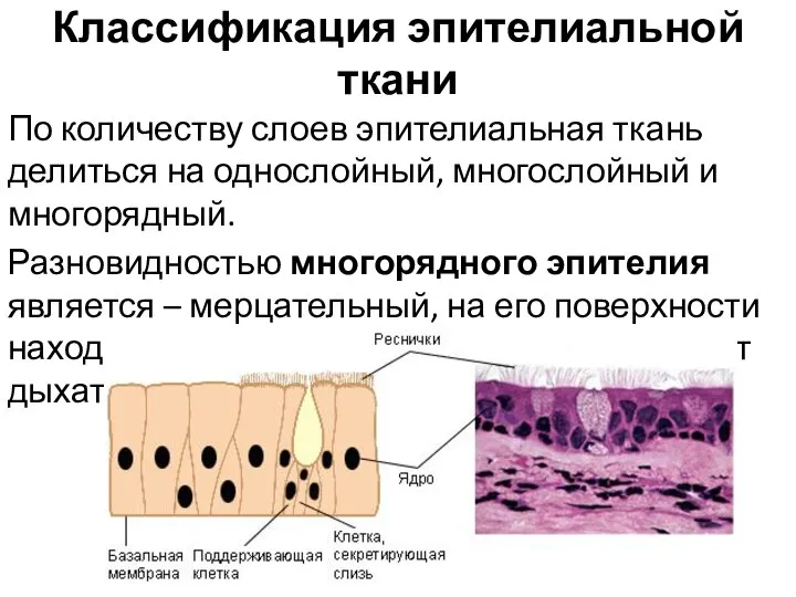 Классификация эпителиальной ткани По количеству слоев эпителиальная ткань делиться на однослойный, многослойный