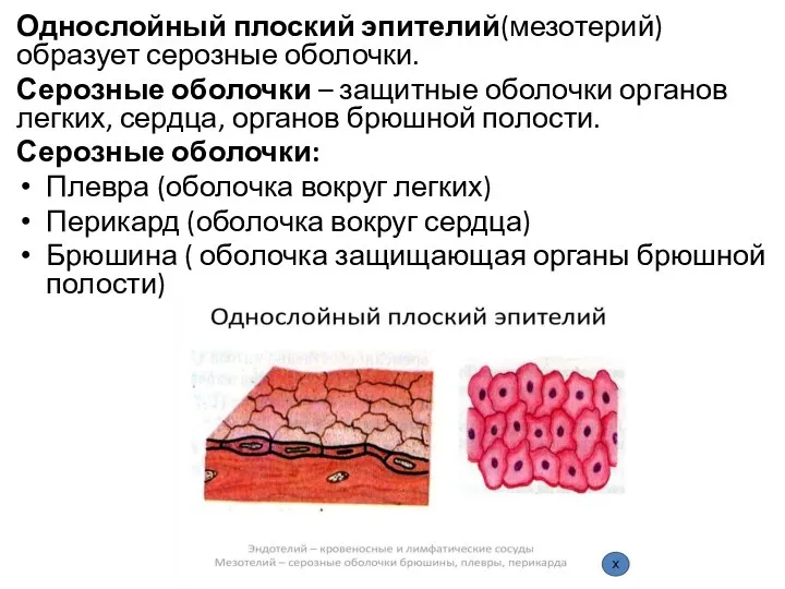Однослойный плоский эпителий(мезотерий) образует серозные оболочки. Серозные оболочки – защитные оболочки органов