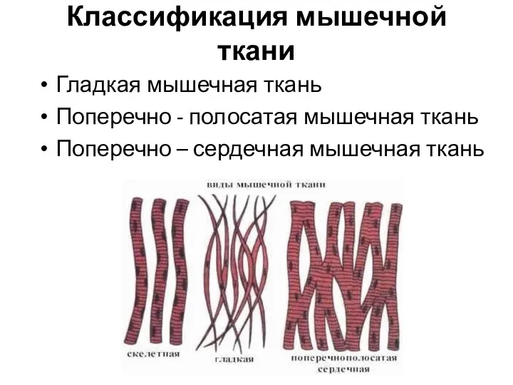 Классификация мышечной ткани Гладкая мышечная ткань Поперечно - полосатая мышечная ткань Поперечно – сердечная мышечная ткань