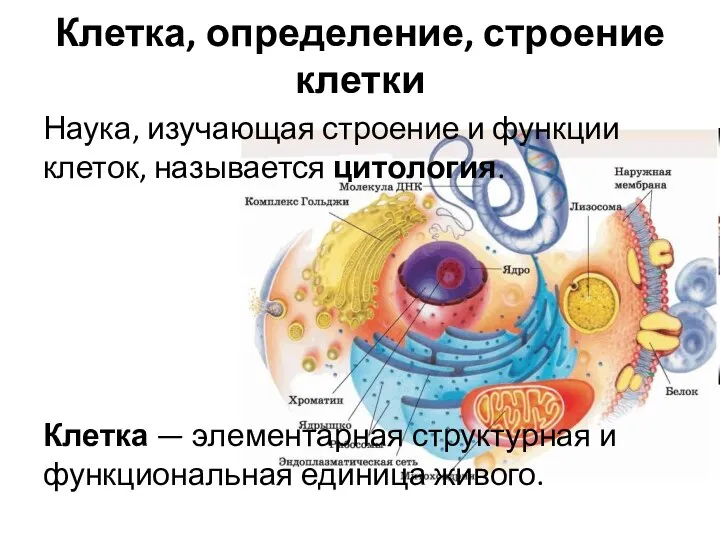 Клетка, определение, строение клетки Наука, изучающая строение и функции клеток, называется цитология.