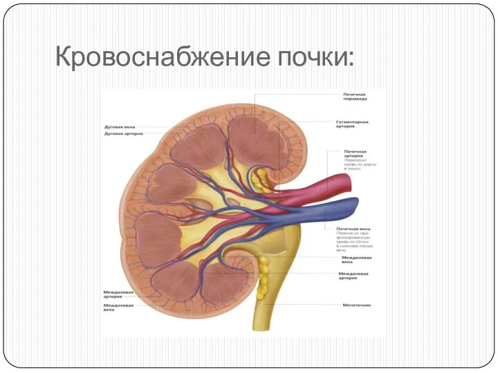 Кровоснабжение почки: