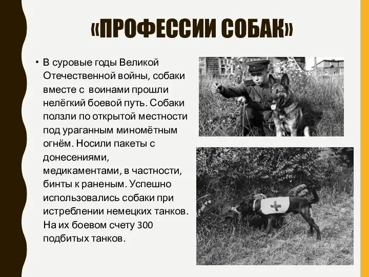 «ПРОФЕССИИ СОБАК» В суровые годы Великой Отечественной войны, собаки вместе с воинами