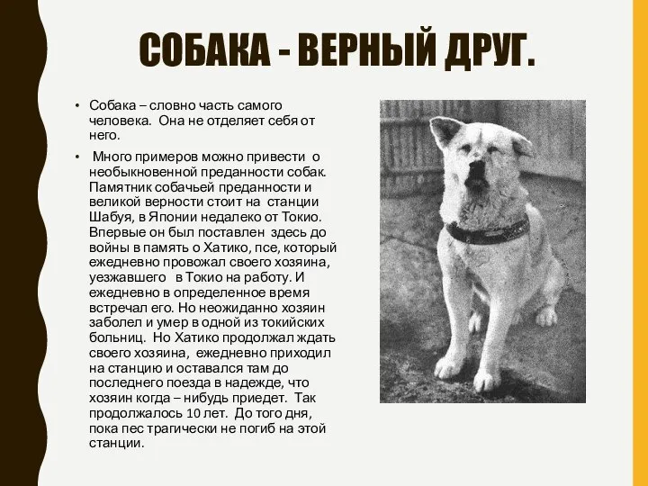 СОБАКА - ВЕРНЫЙ ДРУГ. Собака – словно часть самого человека. Она не