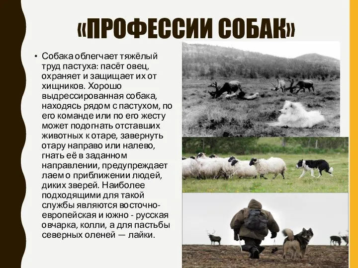 «ПРОФЕССИИ СОБАК» Собака облегчает тяжёлый труд пастуха: пасёт овец, охраняет и защищает