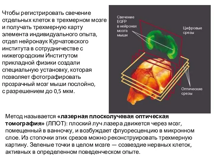 Чтобы регистрировать свечение отдельных клеток в трехмерном мозге и получать трехмерную карту